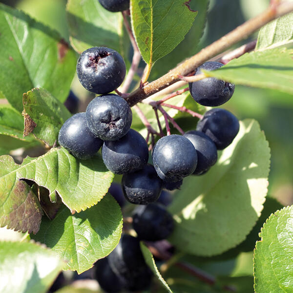 Vitaminreiche Beeren Sondersorte "Super Food"