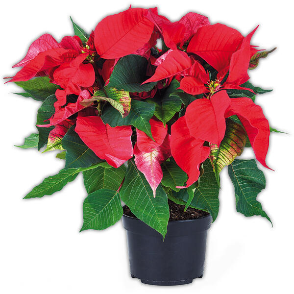 Weihnachtsstern