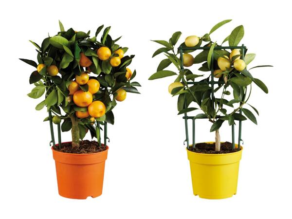 Plantes méditerranéennes