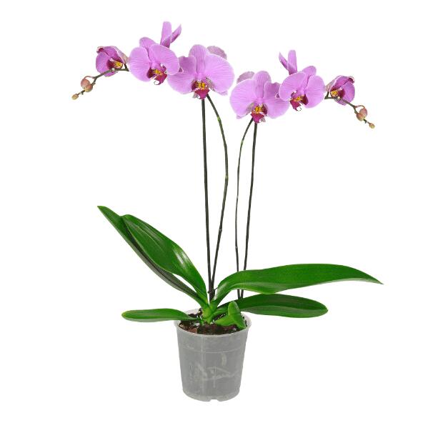 Orchidée