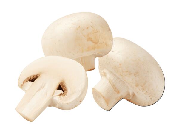 Champignons weiß