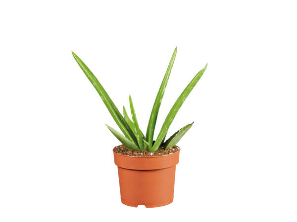Aloe Vera