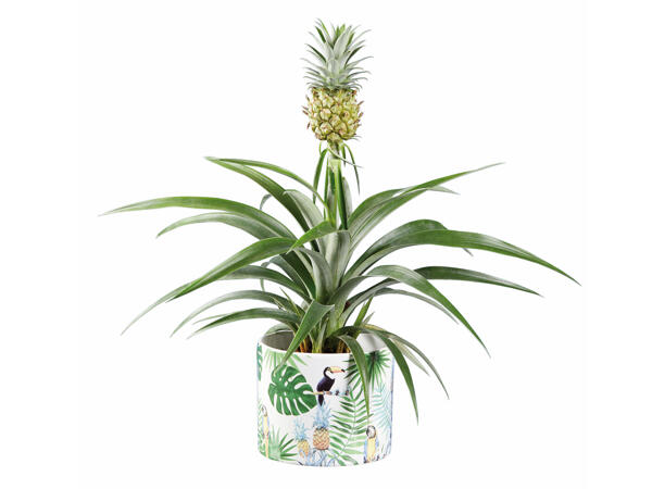 Pineapple Plant in Tropical Pot