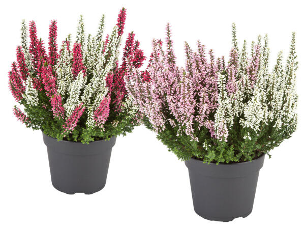 Calluna Vulgaris