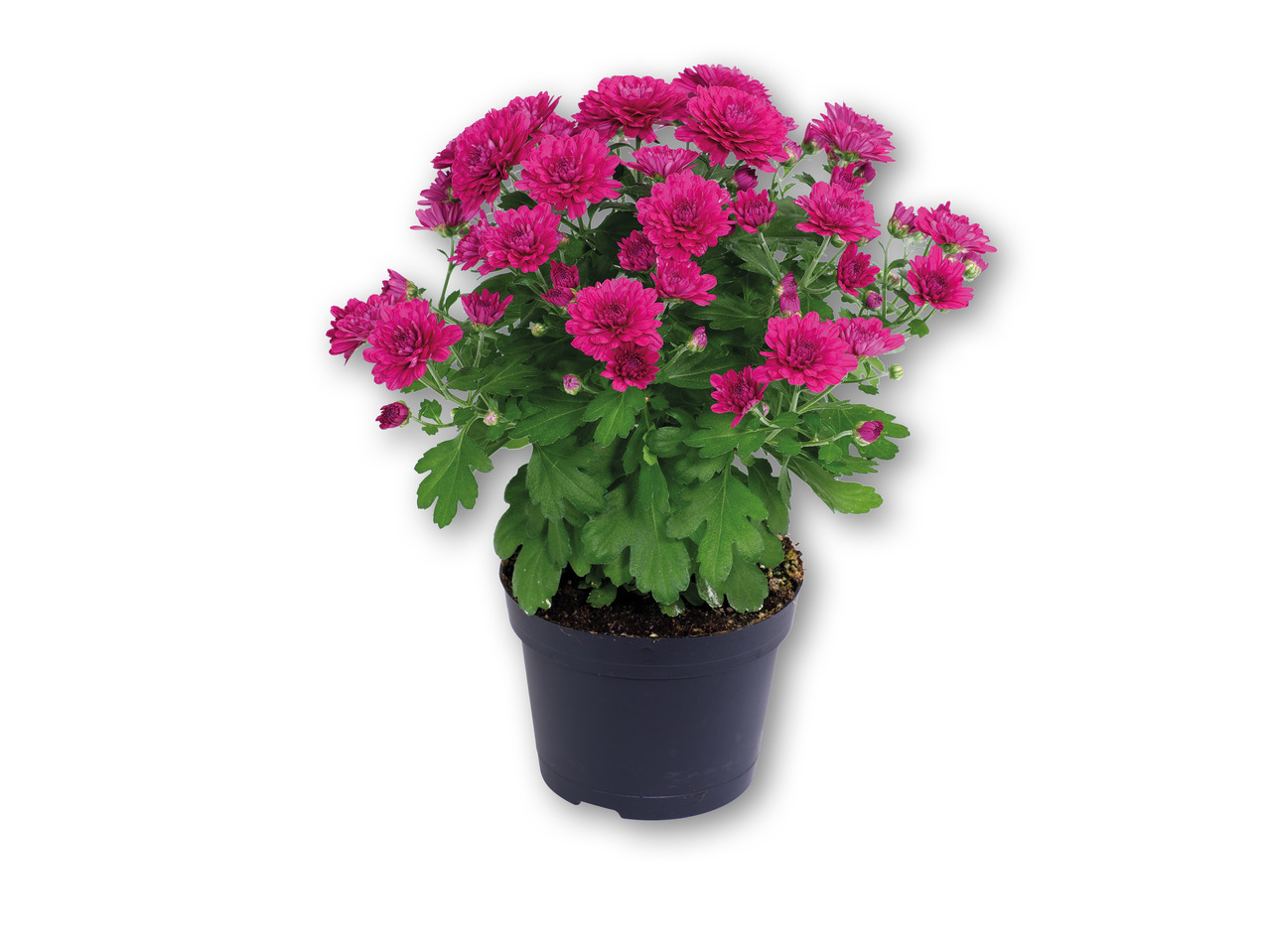 Chrysanthemum