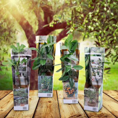 Eksotiske frugtplanter