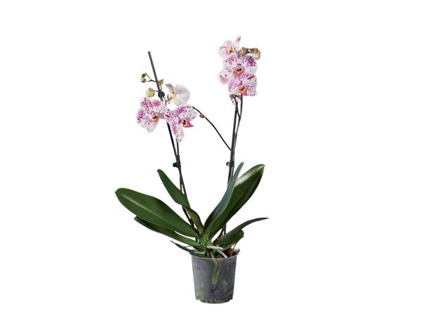 2 Stem Orchid