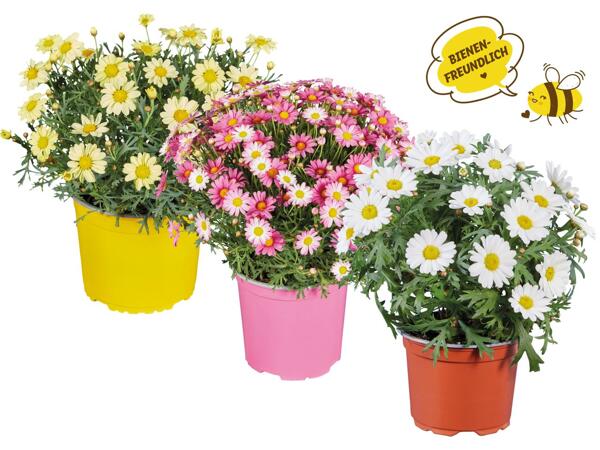 Margeriten
