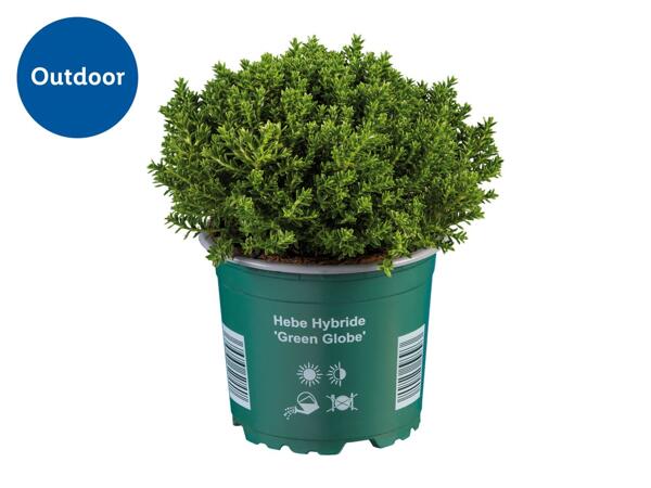 Hebe Plants