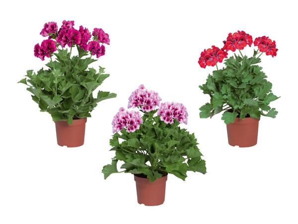 Pélargonium à grandes fleurs