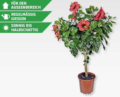 Hibiskusstämmchen
