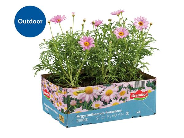 Bedding Plants