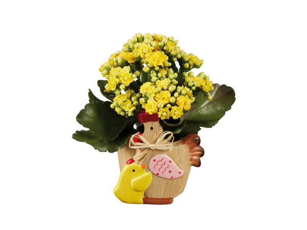 Kalanchoe in Osterkeramik