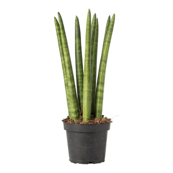 Sansevieria
