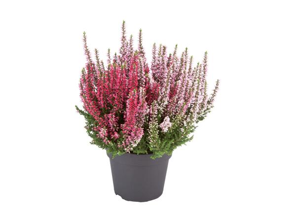 2-farvet lyng