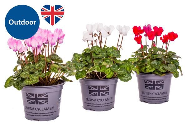 British Cyclamen
