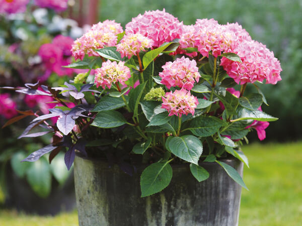 Hortensia