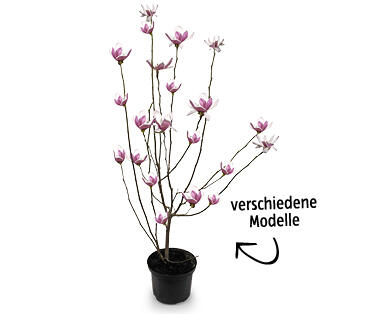 Magnolie