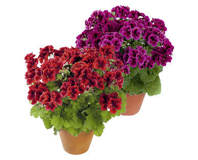 PÉLARGONIUMS