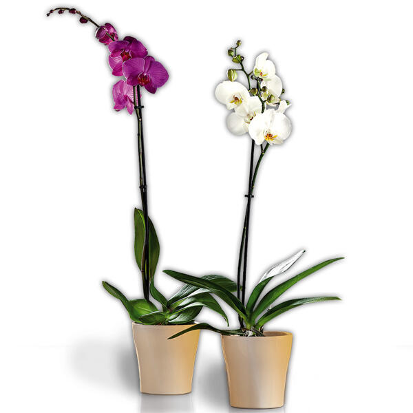 Orchidee "Phalaenopsis"