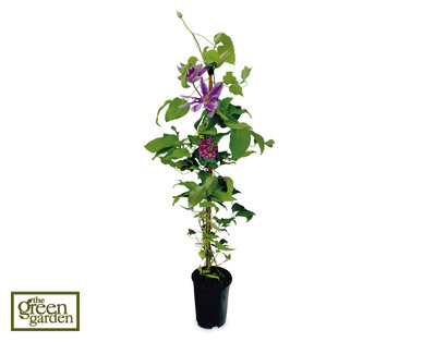 Spring Clematis