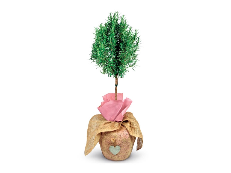 Rosemary in Jute Sack