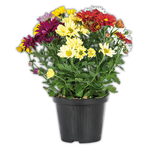 Chrysantheme "Sixtie(R)"
