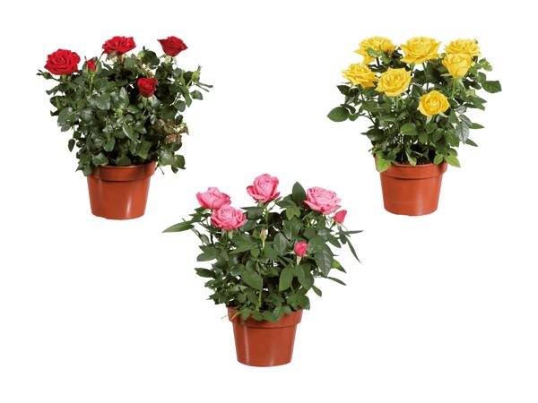 Rosier en pot XL