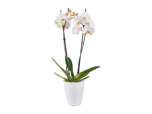 Twin Stem Orchid In Ceramic