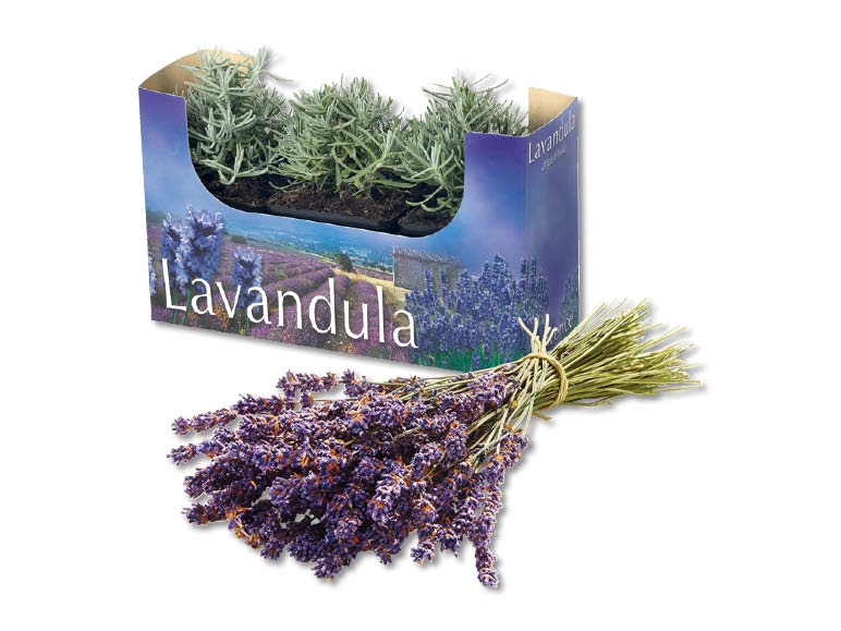 Lavendel angustifolia (dès 21.07.)