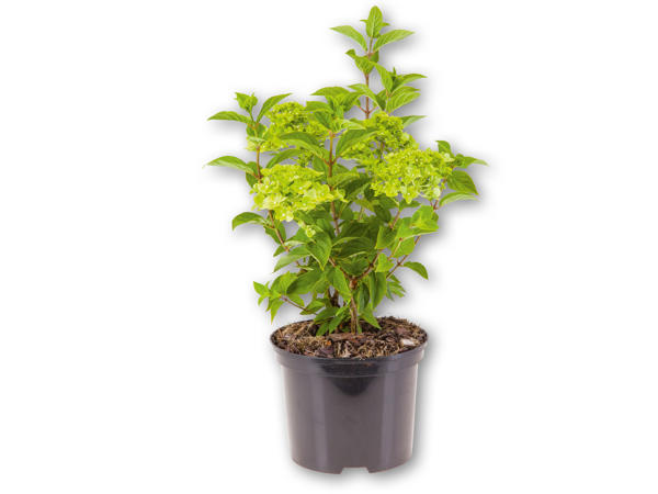 HORTENSIA "Little Lime"
