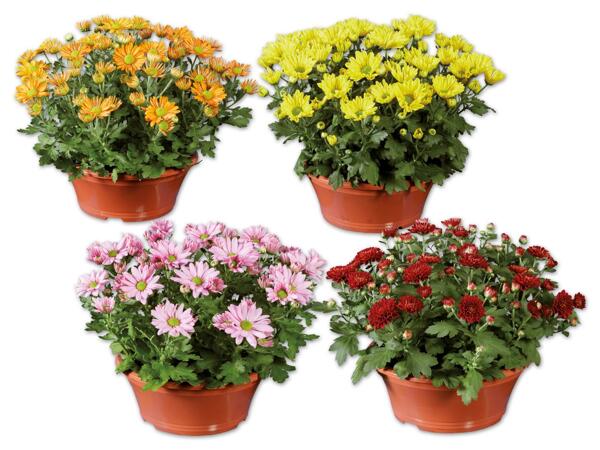 Chrysanthemenschale