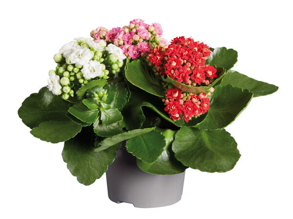 Kalanchoe Triclor