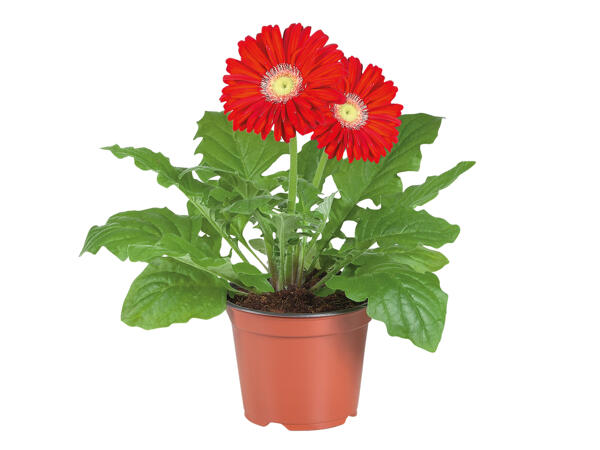 Gerbera