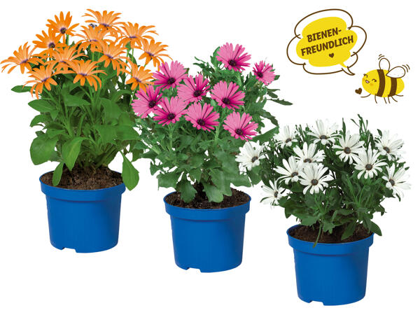 Osteospermum (Kapmargerite)