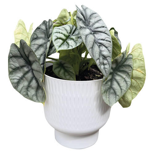 6" Self Watering Plant