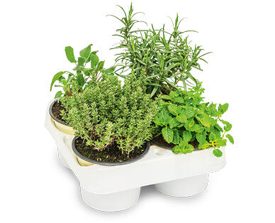 ERBE AROMATICHE ITALIANE