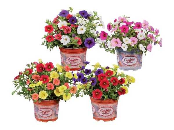 Calibrachoa Trio