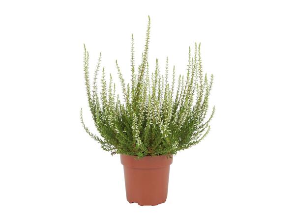 Autumn Heather