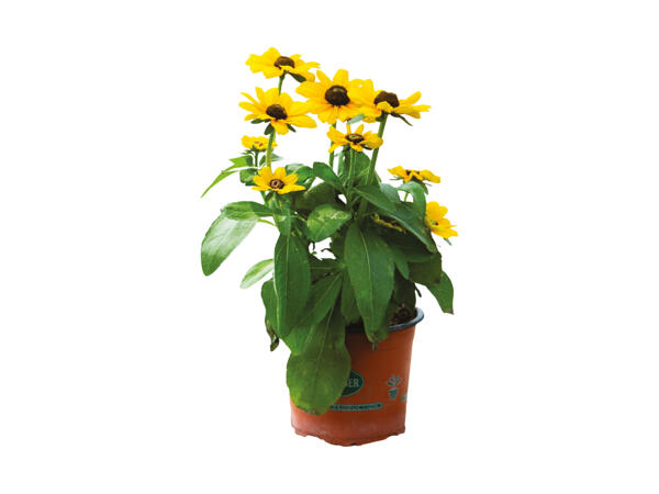 Solhat Rudbeckia
