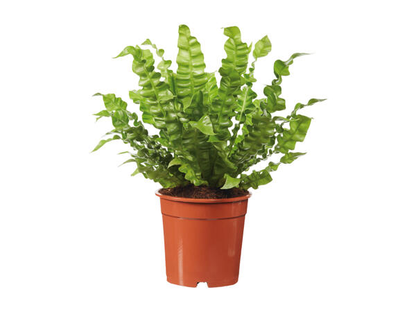 Green Plants