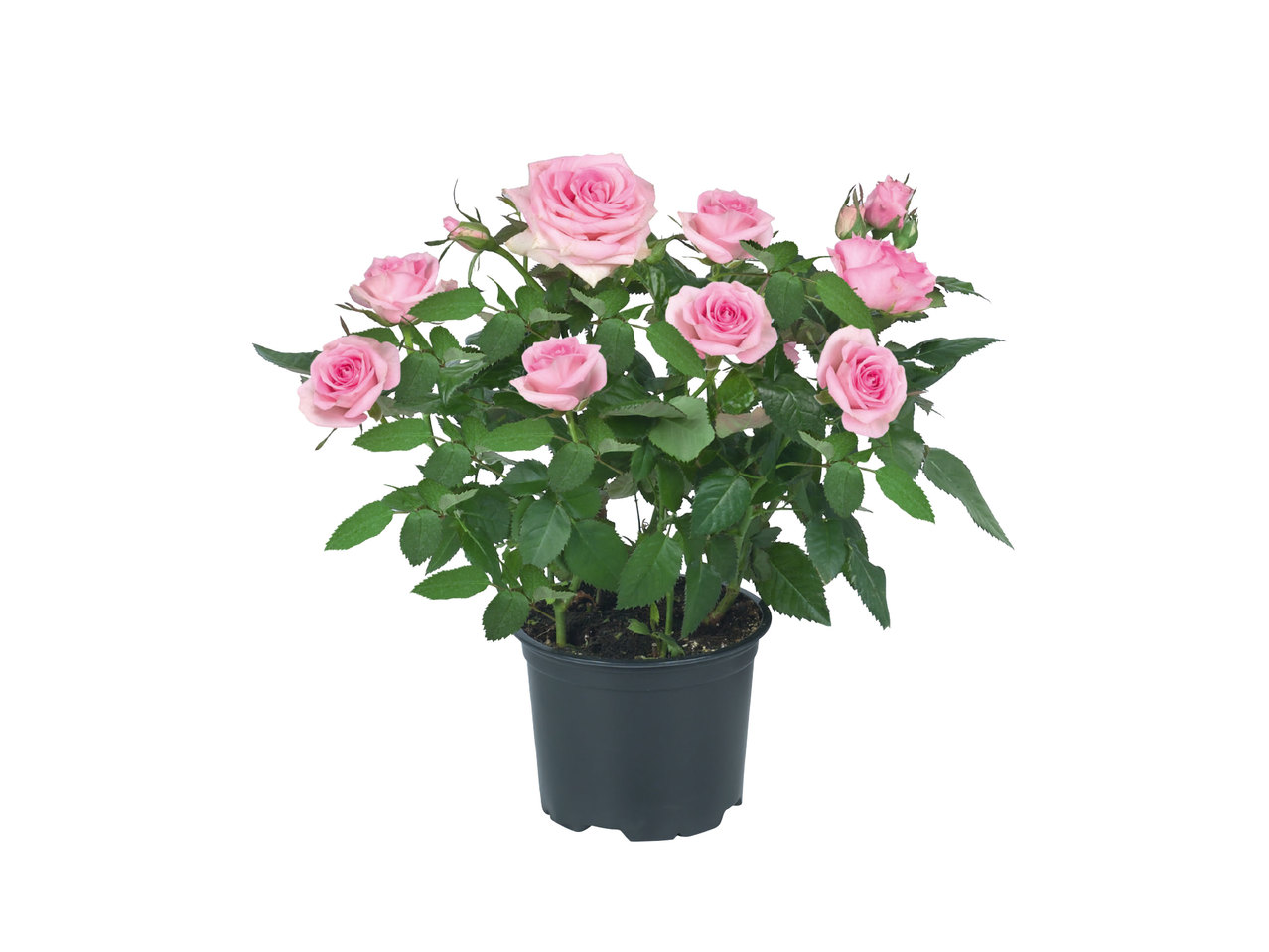 Topfrose