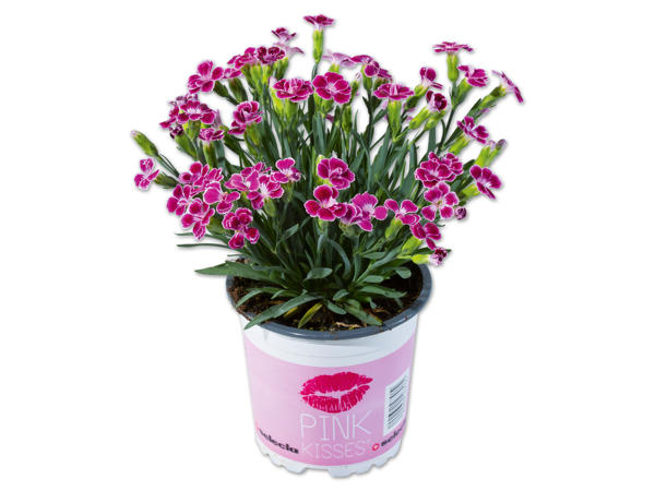 Dianthus Nelken „Pink Kiss"
