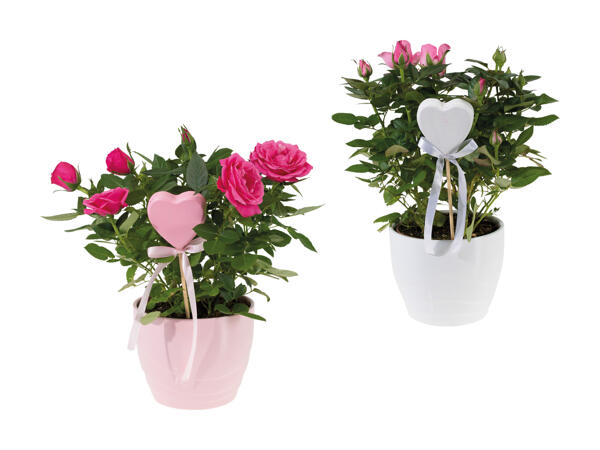 Rosier en pot et kalanchoé dans un pot en céramique