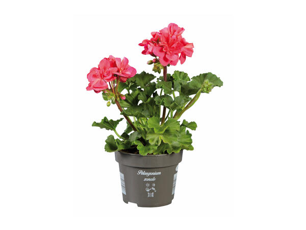 Standing Geranium