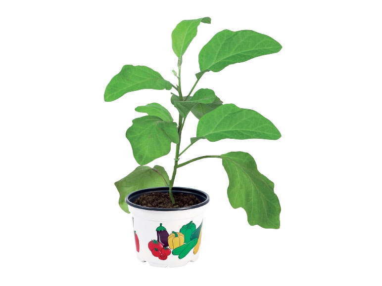 Vegetable Plant