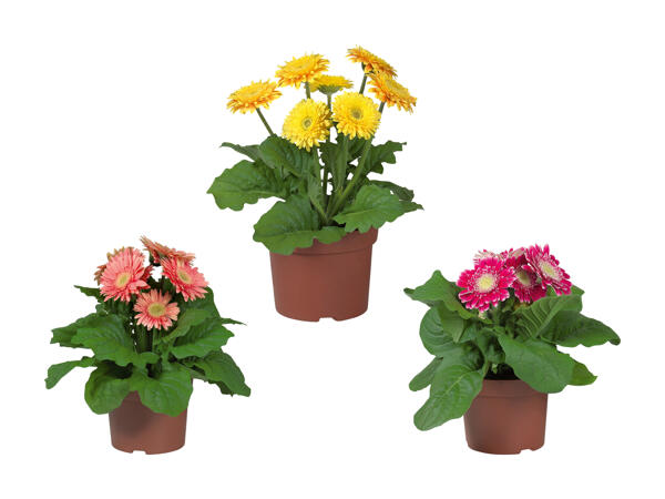 Gerbera