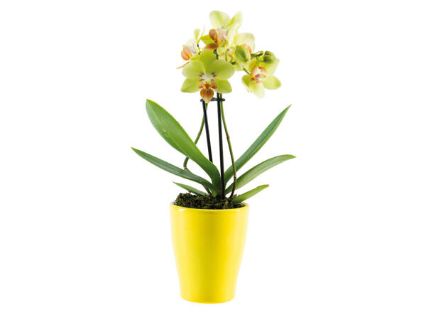 Kleine Orchidee in Keramiktopf