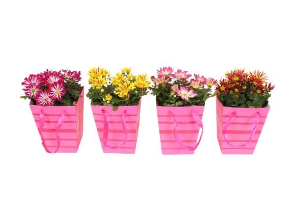Pot Mum Gift Bag