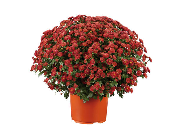 Chrysantheme